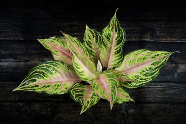 Tak Cuma Cantik, 7 Tanaman Hias Ini Sehatkan Udara Interior