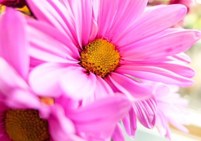 Tak Cuma Cantik, 7 Tanaman Hias Ini Sehatkan Udara Interior