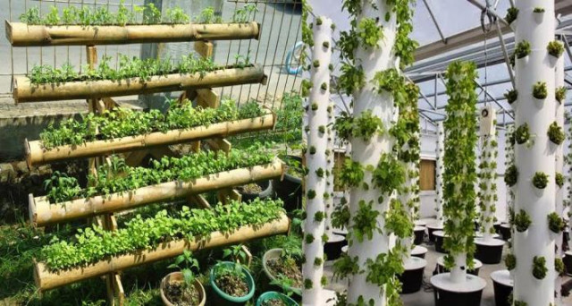 Seni Menyulap Lahan Sempit Jadi Kebun Estetis