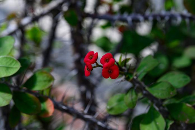 Si Cantik Berduri, Euphorbia, Bunga yang Mudah Dirawat