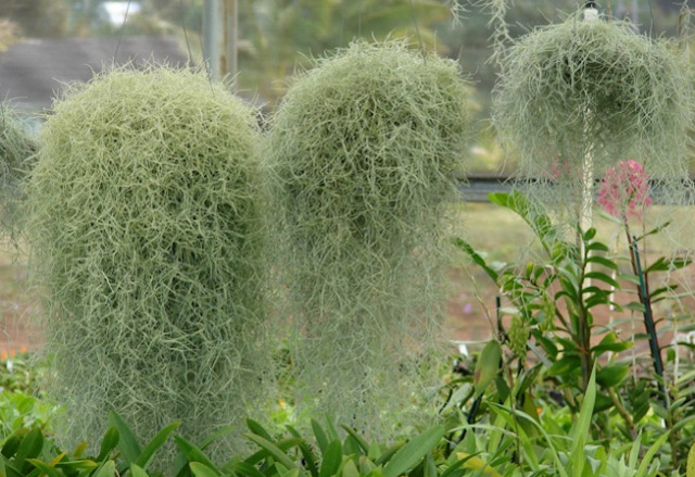 Cantik Menyegarkan, 5 Tanaman Gantung untuk Menghias Rumah