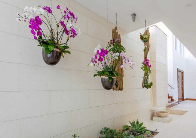 Cantik Menyegarkan, 5 Tanaman Gantung untuk Menghias Rumah