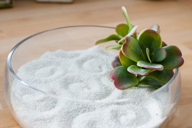 Taman Zen Imut di Meja Kerja, Bantu Rileks Saat Jenuh