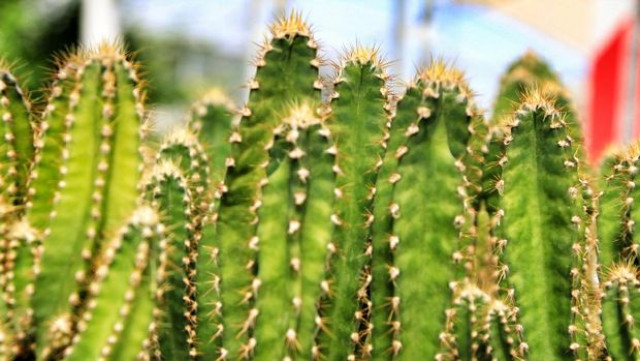 5 Jenis Kaktus untuk Pemanis Sudut Rumah, Tajam tapi Manis