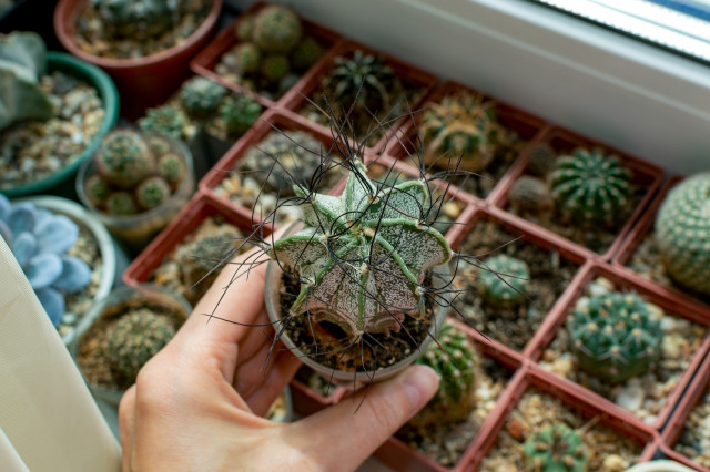 5 Jenis Kaktus untuk Pemanis Sudut Rumah, Tajam tapi Manis