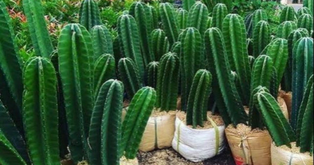5 Jenis Kaktus untuk Pemanis Sudut Rumah, Tajam tapi Manis