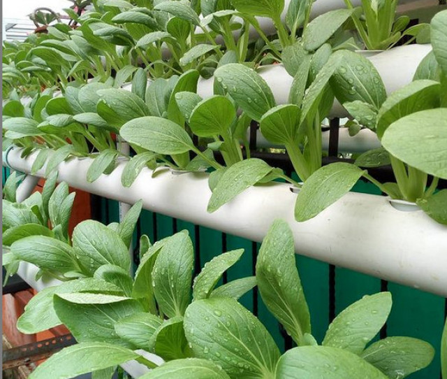 Penuhi Kebutuhan Sayur Lewat Bertanam Hidroponik di Rumah