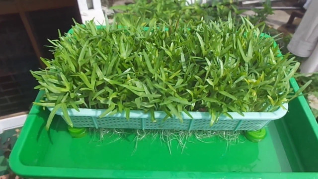 Penuhi Kebutuhan Sayur Lewat Bertanam Hidroponik di Rumah