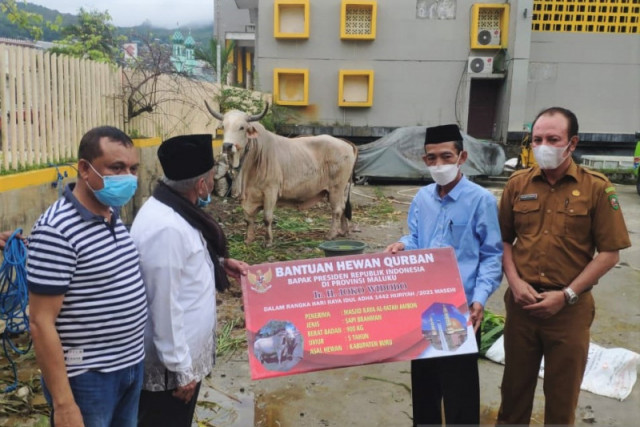 Melihat Sapi Qurban Presiden Jokowi di Sejumlah Daerah