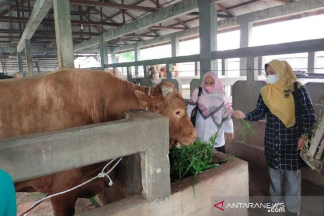 Melihat Sapi Qurban Presiden Jokowi di Sejumlah Daerah