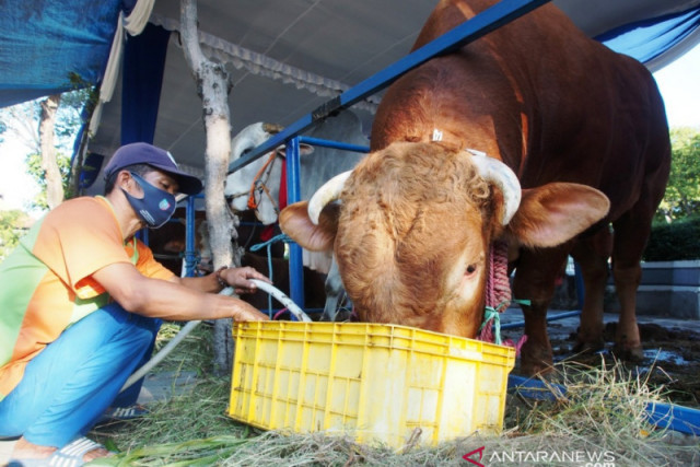 Melihat Sapi Qurban Presiden Jokowi di Sejumlah Daerah