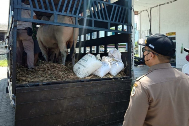 Melihat Sapi Qurban Presiden Jokowi di Sejumlah Daerah
