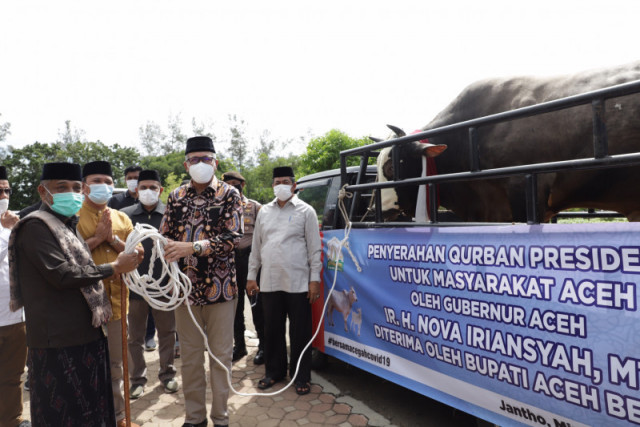 Melihat Sapi Qurban Presiden Jokowi di Sejumlah Daerah