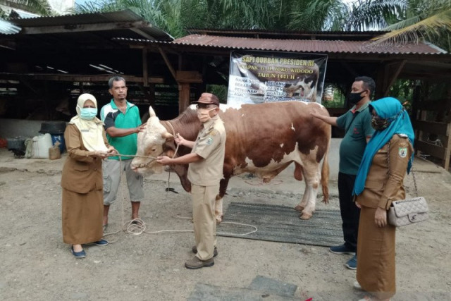 Melihat Sapi Qurban Presiden Jokowi di Sejumlah Daerah