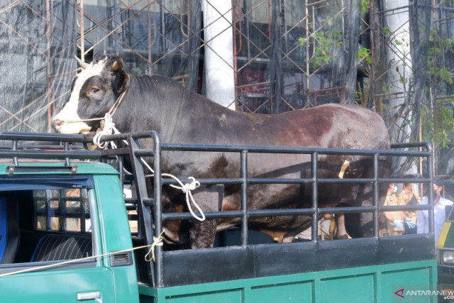 Melihat Sapi Qurban Presiden Jokowi di Sejumlah Daerah