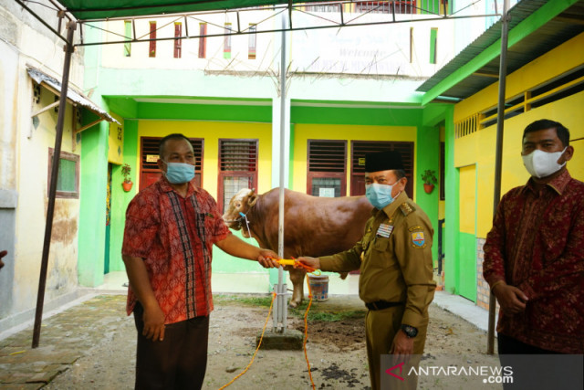 Melihat Sapi Qurban Presiden Jokowi di Sejumlah Daerah