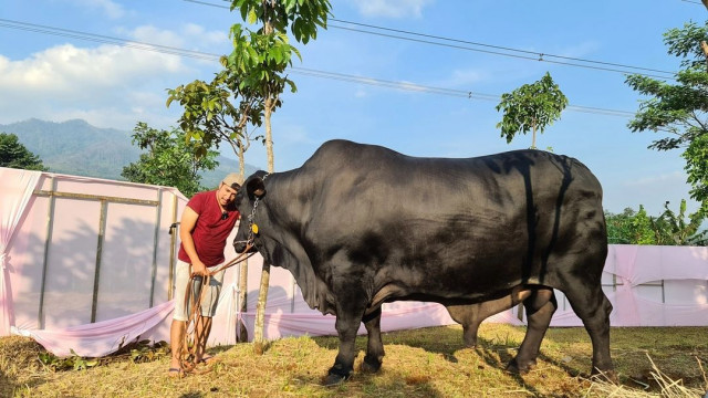 Bersaing dalam Kebaikan, Deretan Artis Turut Berderma Hewan Qurban
