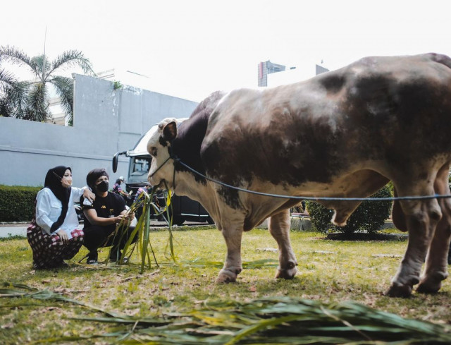 Bersaing dalam Kebaikan, Deretan Artis Turut Berderma Hewan Qurban