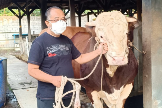 Melihat Sapi Qurban Presiden Jokowi di Sejumlah Daerah