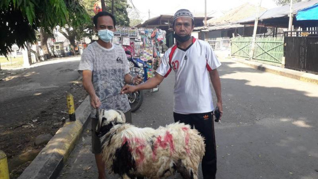 Koperasi Syariah BMI Berqurban 28 Ekor Sapi dan 52 Ekor Domba