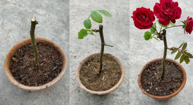 Cara Menanam Si Cantik Mawar dengan Stek Batang Sederhana