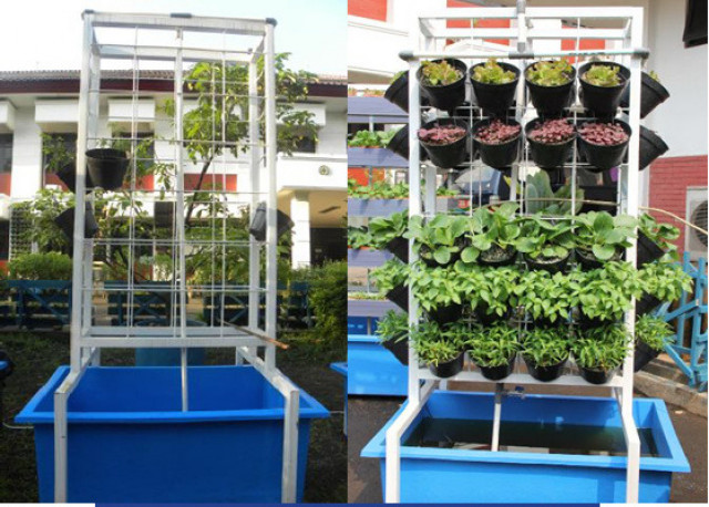 Jurus Bertanam Aquaponik, Panen Sayuran dan Ikan Sekaligus