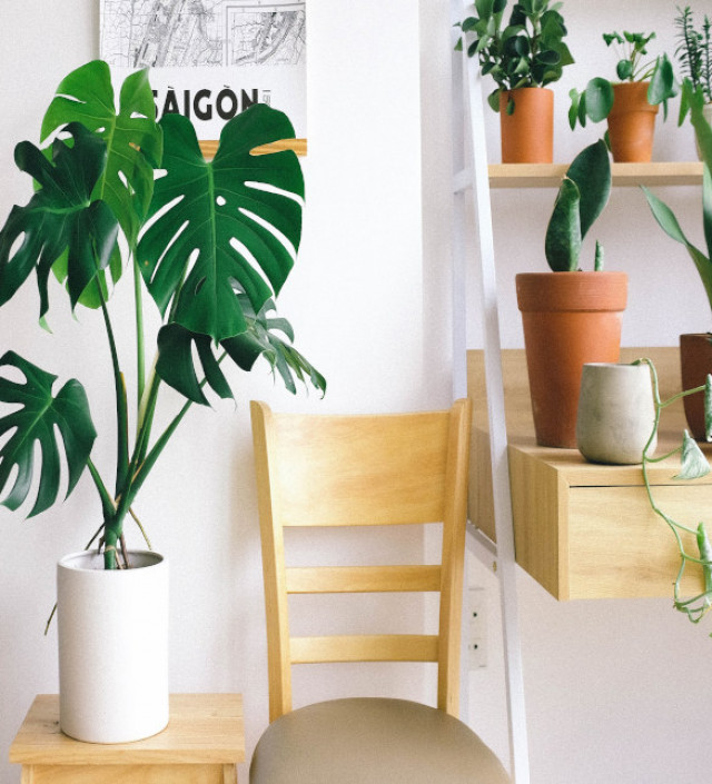 7 Tanaman Dekorasi Hadirkan  Sentuhan Alam dalam  Ruang