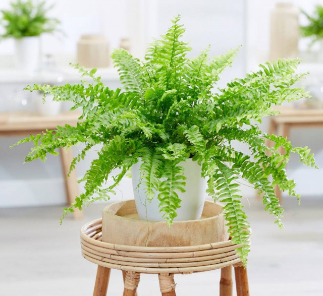 7 Tanaman Dekorasi Hadirkan  Sentuhan Alam dalam  Ruang