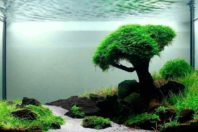 Aquascape untuk Pemula, Seni Menata Lansekap dalam Air