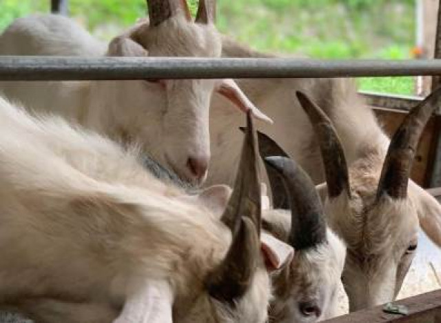 Dulu Manajer BUMN Sekarang Juragan Kambing, Berusaha Mencari Berkah