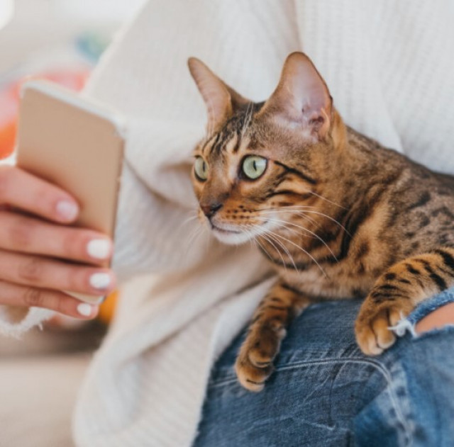 Kenali Tingkah Laku dan Kondisi Kucing dengan Aplikasi Ini