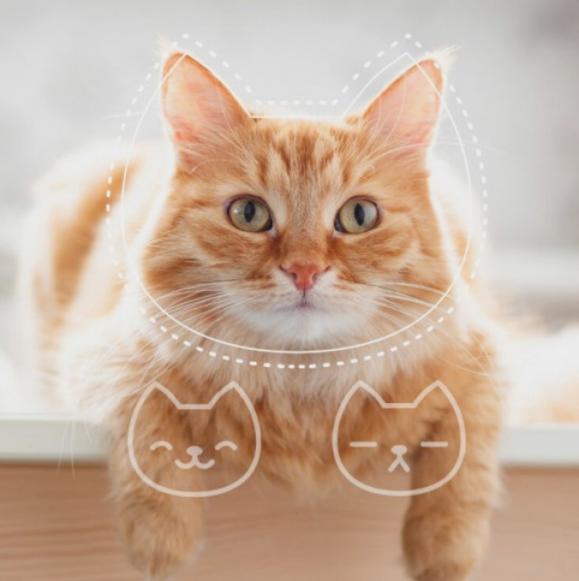 Kenali Tingkah Laku dan Kondisi Kucing dengan Aplikasi Ini