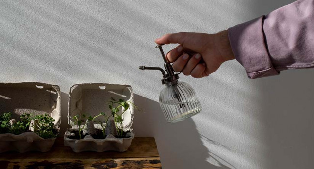 Begini Cara Ampuh Mengusir Hama Tanaman Hias