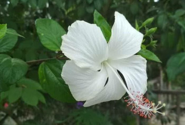 Yang Putih yang Jelita untuk Taman atau Sudut Ruang