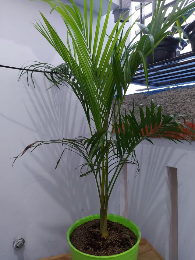 Tanaman Hias Ini Populer untuk Percantik Taman dan Ruang dalam Rumah