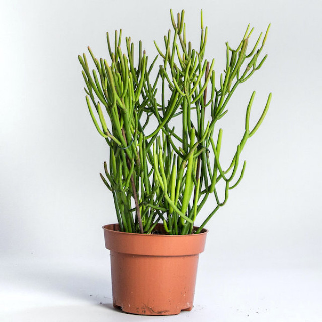 Tanaman Hias Ini Populer untuk Percantik Taman dan Ruang dalam Rumah