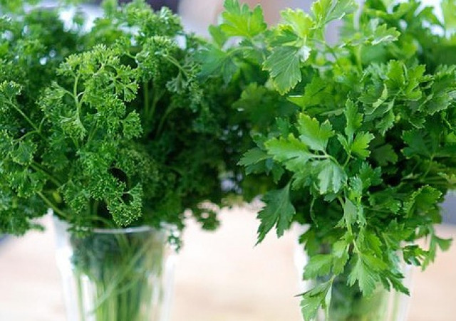 Tumbuhan Herbal Penggugah Selera untuk Taman Mungil di Dapur