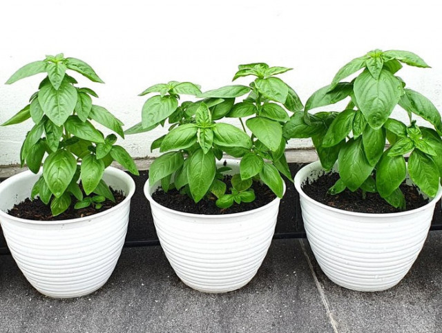 Tumbuhan Herbal Penggugah Selera untuk Taman Mungil di Dapur