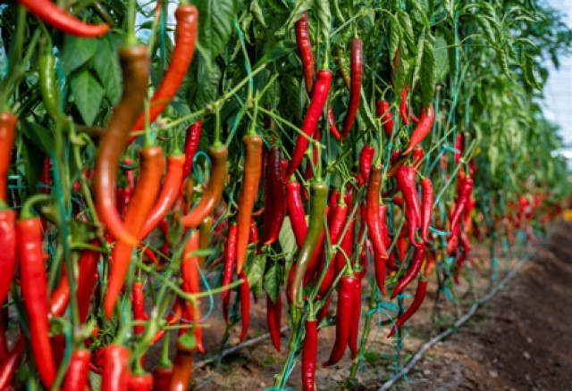 Guru SD di Magelang Ini Bisa Beli Harley dari Bertani Cabai