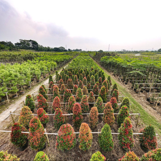 Mengenal Pohon Instan, Pilihan Praktis Menikmati Hasil Pohon dalam Waktu Singkat