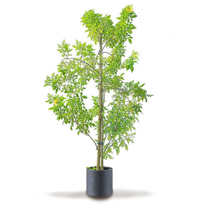 Mengenal Pohon Instan, Pilihan Praktis Menikmati Hasil Pohon dalam Waktu Singkat