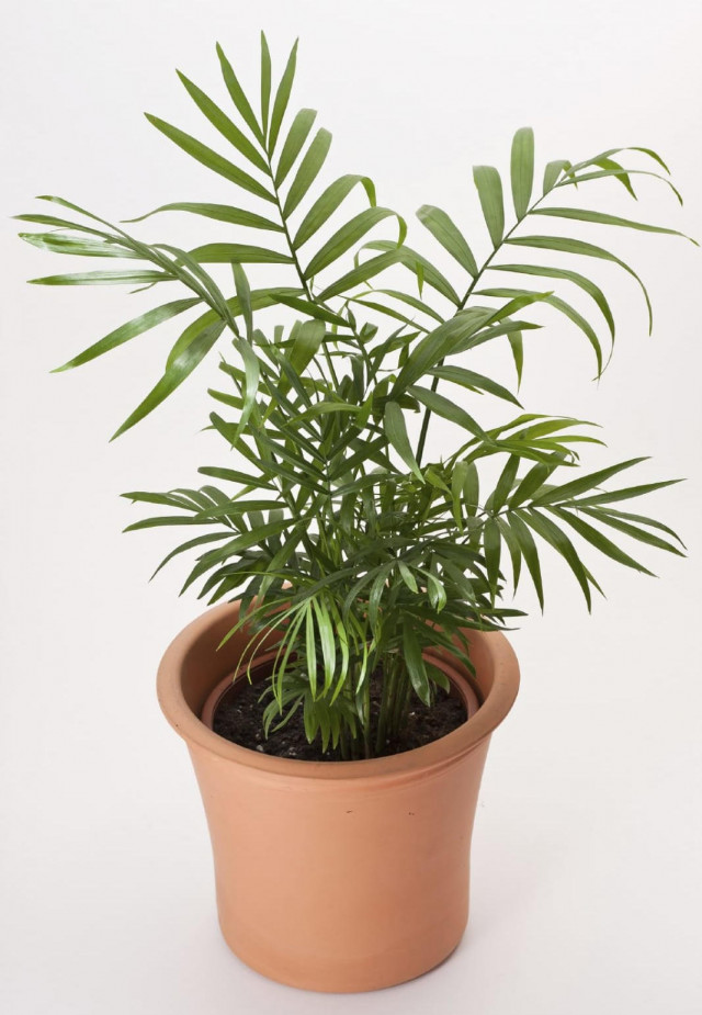 Palem dalam Ruang, Elok sekaligus Bikin Udara Bersih