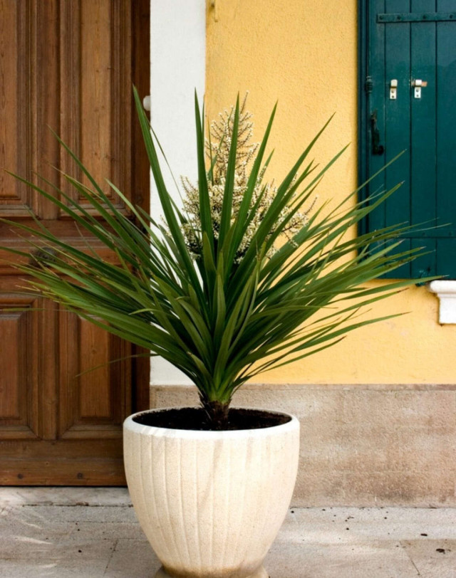 Palem dalam Ruang, Elok sekaligus Bikin Udara Bersih