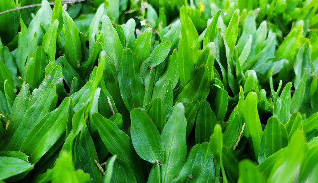 6 Rumput Hias untuk Karpet Hijau Terbaik di Taman Rumah