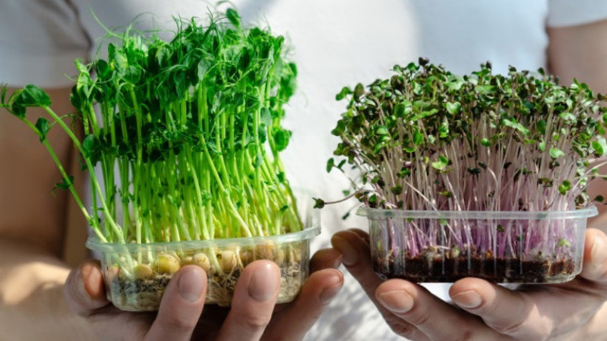 Bertanam Minus Lahan dengan  Microgreens, Si Kecil Padat Nutrisi