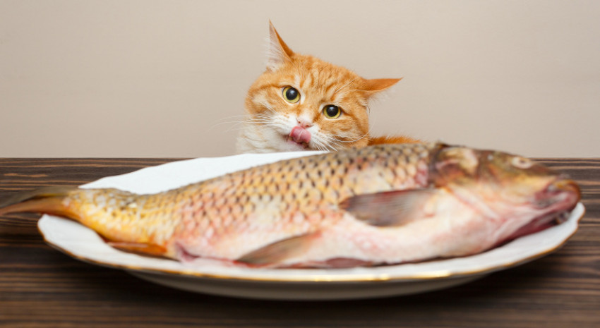 Asupan Ikan Berminyak ala Diet Mediterania Kurangi Migrain