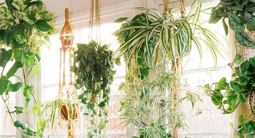 Cantik Menyegarkan, 5 Tanaman Gantung untuk Menghias Rumah