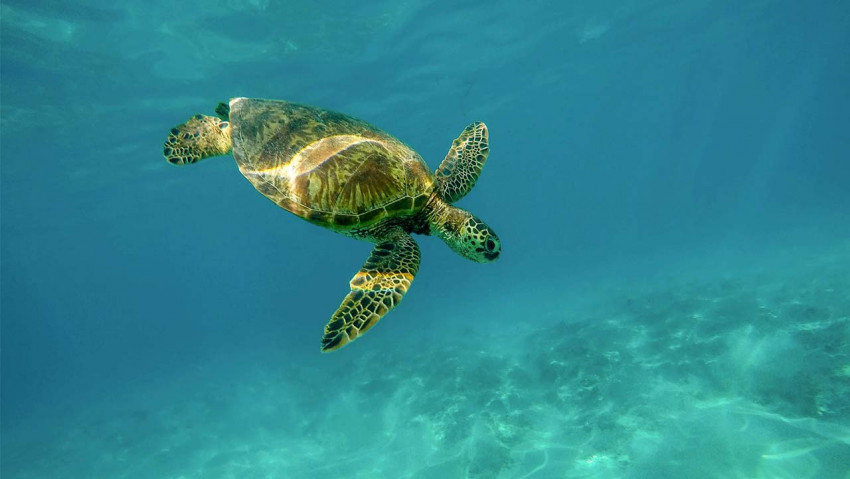 Selama PPKM Darurat Rekreasi Bisa Lewat Virtual, Seperti Apa?