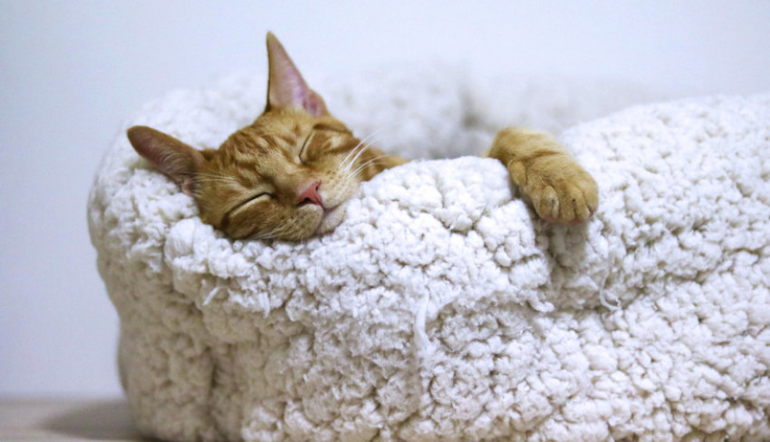 Sulit Tidur, Coba Rahasia Cepat Terlelap ala Militer AS