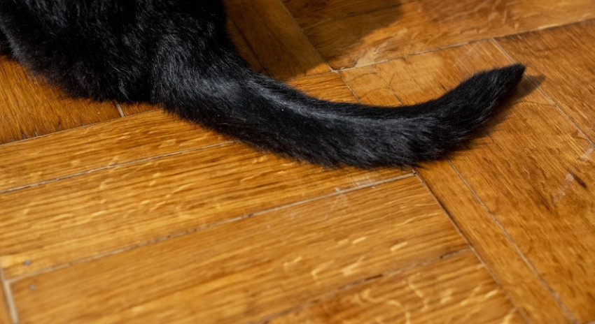 6 Tips Merawat Lantai Kayu agar Awet Tak Mudah Lapuk